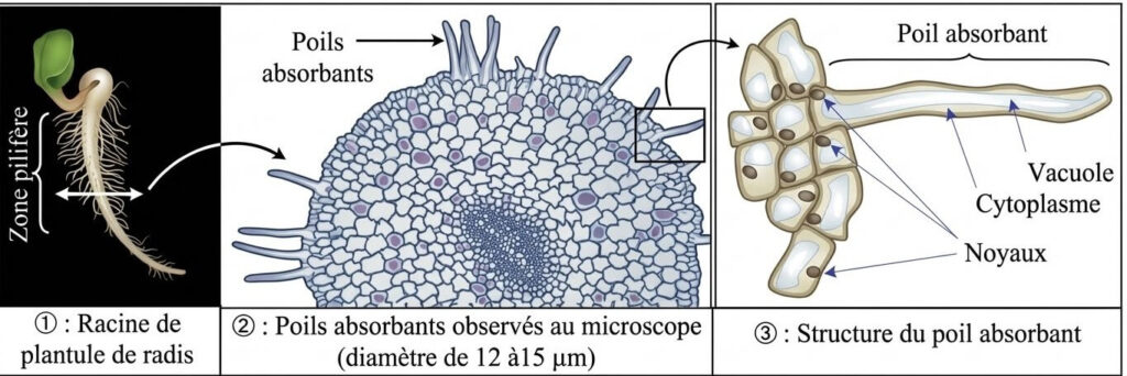 Schéma détaillé de la structure d'un poil absorbant racinaire