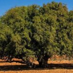 Arganier solitaire dans un paysage aride avec une route en arrière-plan, illustrant la végétation adaptée aux milieux secs.