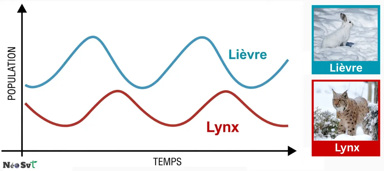 Graphique de l'évolution cyclique des populations du lièvre et du lynx, illustrant le mécanisme d'autorégulation et l'équilibre naturel dans un écosystème.