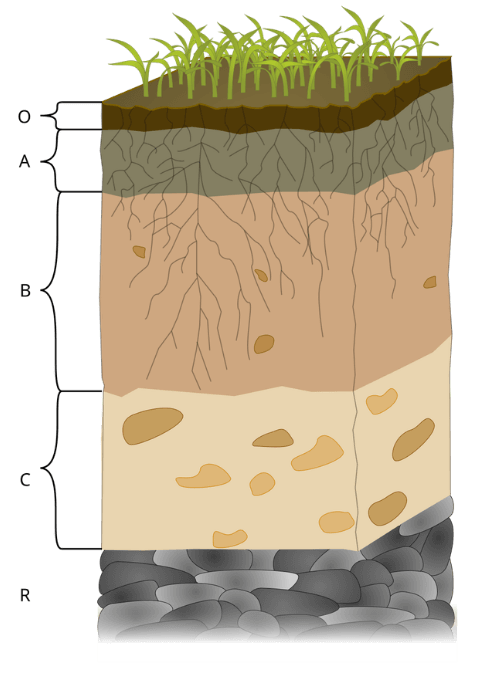 Schéma d'une coupe de sol montrant les horizons O (litière), A (humifère), B (accumulation), C (roche mère altérée) et R (roche mère saine). Des racines traversent les couches supérieures riches en nutriments.