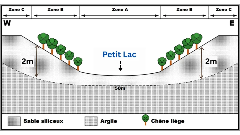 Coupe topographique montrant que le Chêne-liège colonise les pentes de sable siliceux (sol perméable) mais est absent de la zone A (Petit Lac) car l'argile imperméable y retient trop d'eau, provoquant l'asphyxie des racines.
