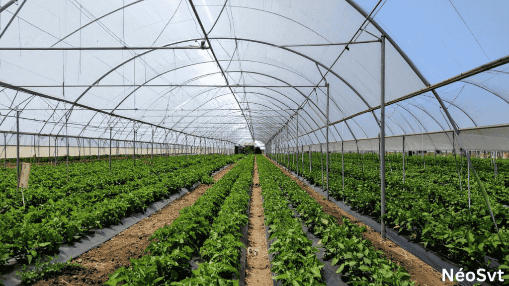 Culture sous serre pour la maîtrise des facteurs climatiques.