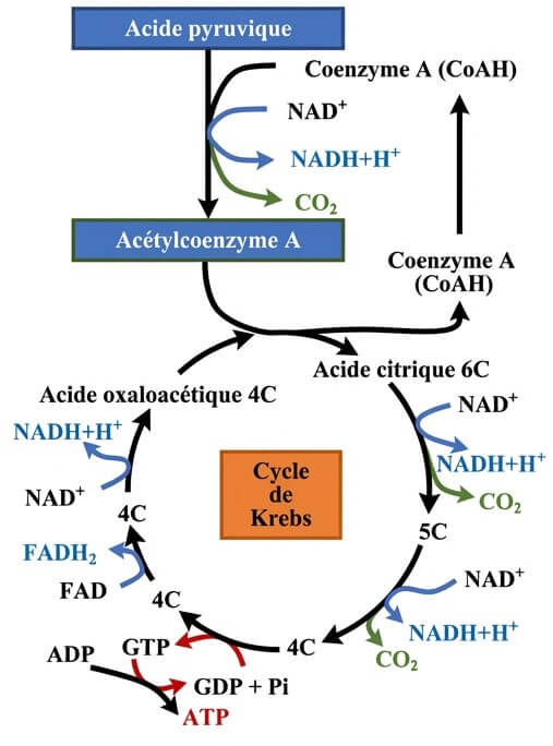 Schéma complet des étapes du cycle de Krebs, de l'acide pyruvique à l'oxaloacétate avec production de NADH, FADH2 et ATP.