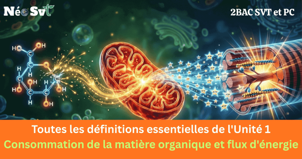 Image de couverture pour les définitions de l'Unité 1 SVT 2BAC SVT et 2BAC PC sur NéoSvt, illustrant le flux d'énergie biologique du glucose vers la mitochondrie puis vers la fibre musculaire.