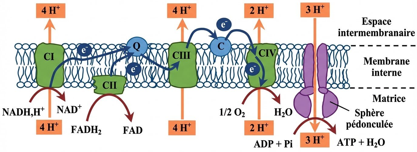 Schéma détaillé de la chaîne respiratoire mitochondriale : transport des électrons et synthèse d'ATP par la sphère pédonculée.