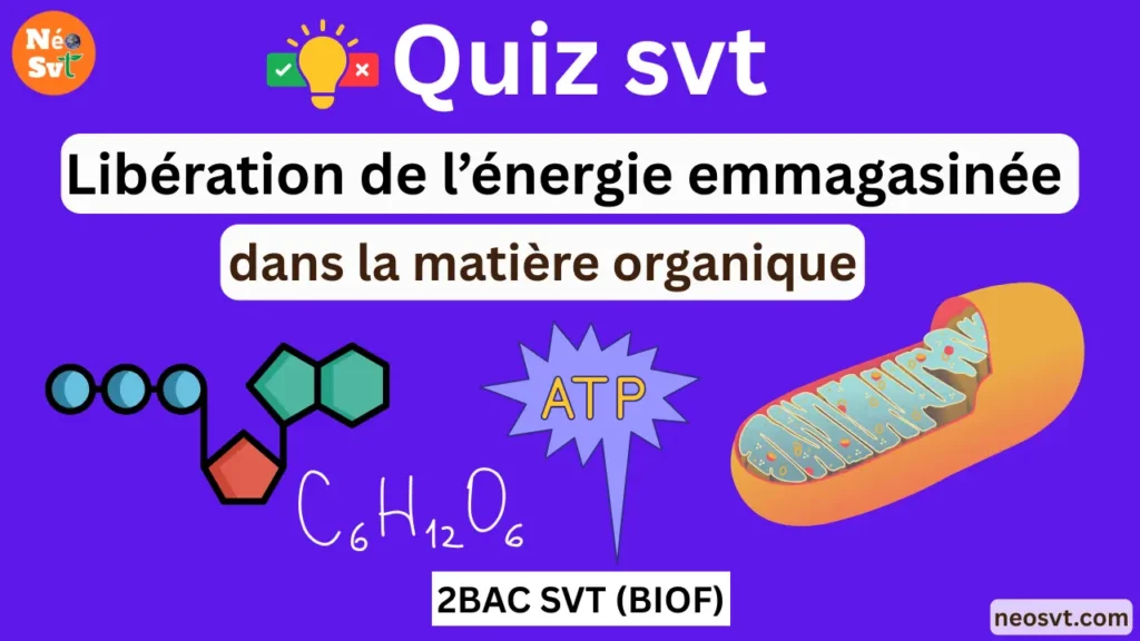 Miniature du quiz SVT sur la libération de l'énergie emmagasinée dans la matière organique (respiration et fermentation) montrant une mitochondrie et la molécule d'ATP - 2BAC SVT BIOF.