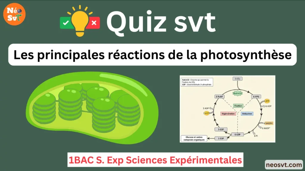 Miniature du quiz interactif SVT sur les principales réactions de la photosynthèse pour le niveau 1BAC Sciences Expérimentales - NéoSvt.