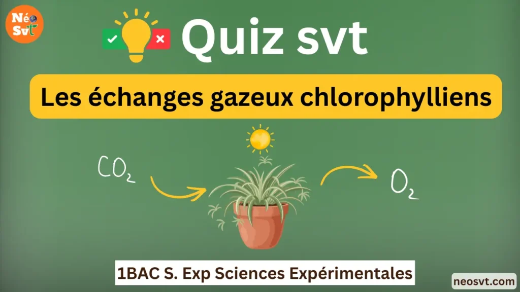 Miniature du quiz interactif SVT sur les échanges gazeux chlorophylliens pour le niveau 1BAC Sciences Expérimentales - NéoSvt.
