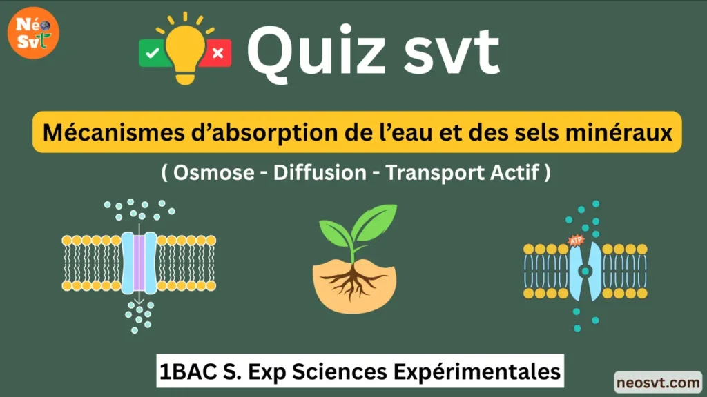 Bannière du Quiz SVT sur les mécanismes d'absorption de l'eau et des sels minéraux (osmose, diffusion, transport actif) pour le niveau 1BAC Sciences Expérimentales, avec illustrations schématiques des transports membranaires - NéoSvt.