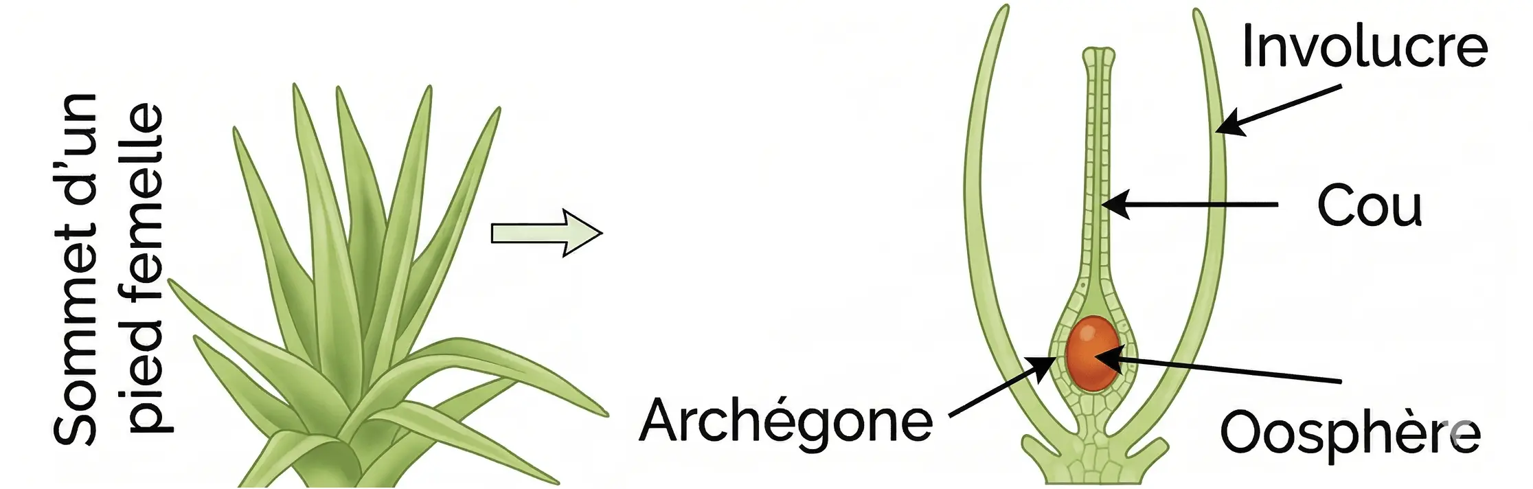 Coupe du sommet d'un pied femelle de mousse montrant l'archégone contenant l'oosphère (gamète femelle)
