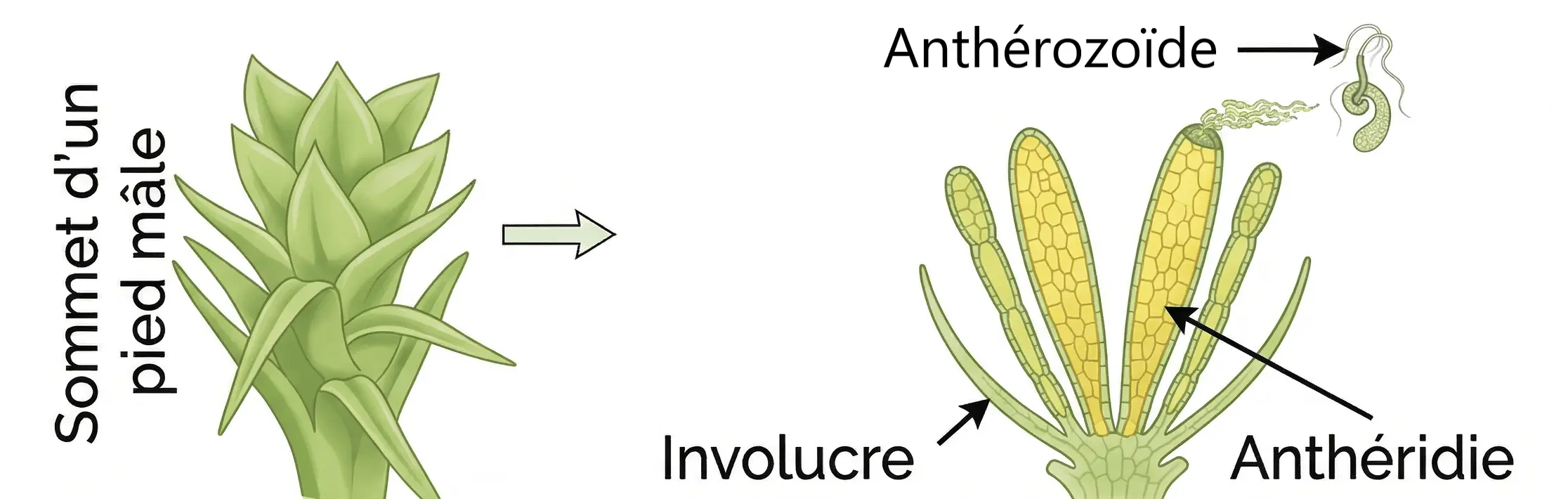 Structure du sommet d'un pied mâle de mousse présentant les anthéridies et la libération des anthérozoïdes.
