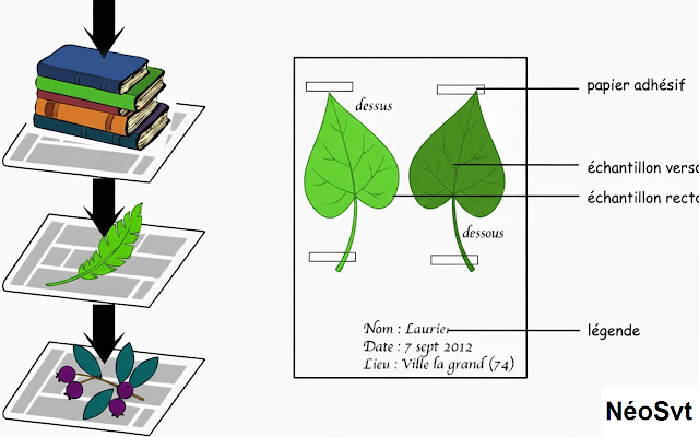 Illustration des étapes de réalisation d'un herbier : récolte des plantes, séchage sous presse et montage sur une feuille avec étiquette.