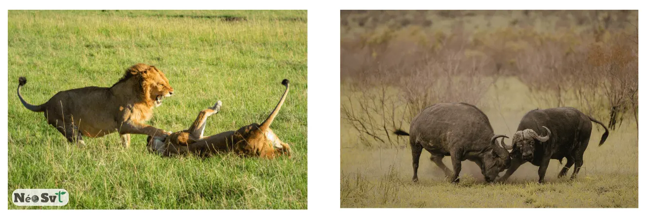 Compétition entre deux lions mâles (intraspécifique) et combat entre deux buffles pour l'accès aux ressources ou au territoire.