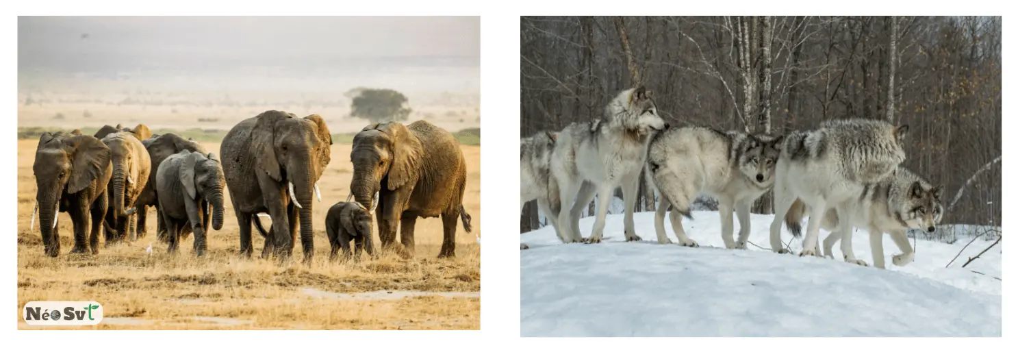 Coopération au sein d'une espèce : un troupeau d'éléphants protégeant les jeunes et une meute de loups organisée pour la survie du groupe.