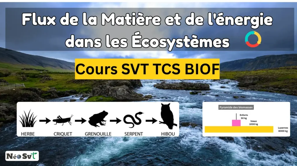 Image de couverture du cours SVT sur le flux de la matière et de l'énergie dans les écosystèmes pour le niveau Tronc Commun Scientifique BIOF.
