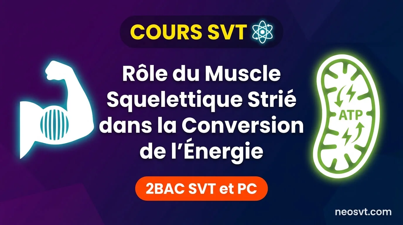 Illustration didactique montrant un bras musclé et une mitochondrie (ATP) pour le cours sur le rôle du muscle squelettique strié dans la conversion de l'énergie, programme 2BAC SVT et PC