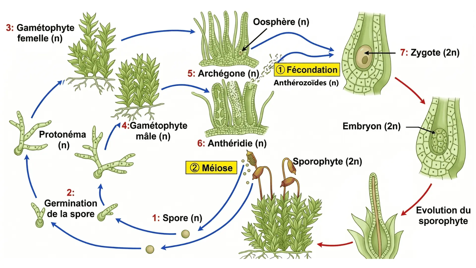 Schéma complet du cycle de reproduction des mousses montrant l'alternance entre la phase gamétophyte (n) et sporophyte (2n).