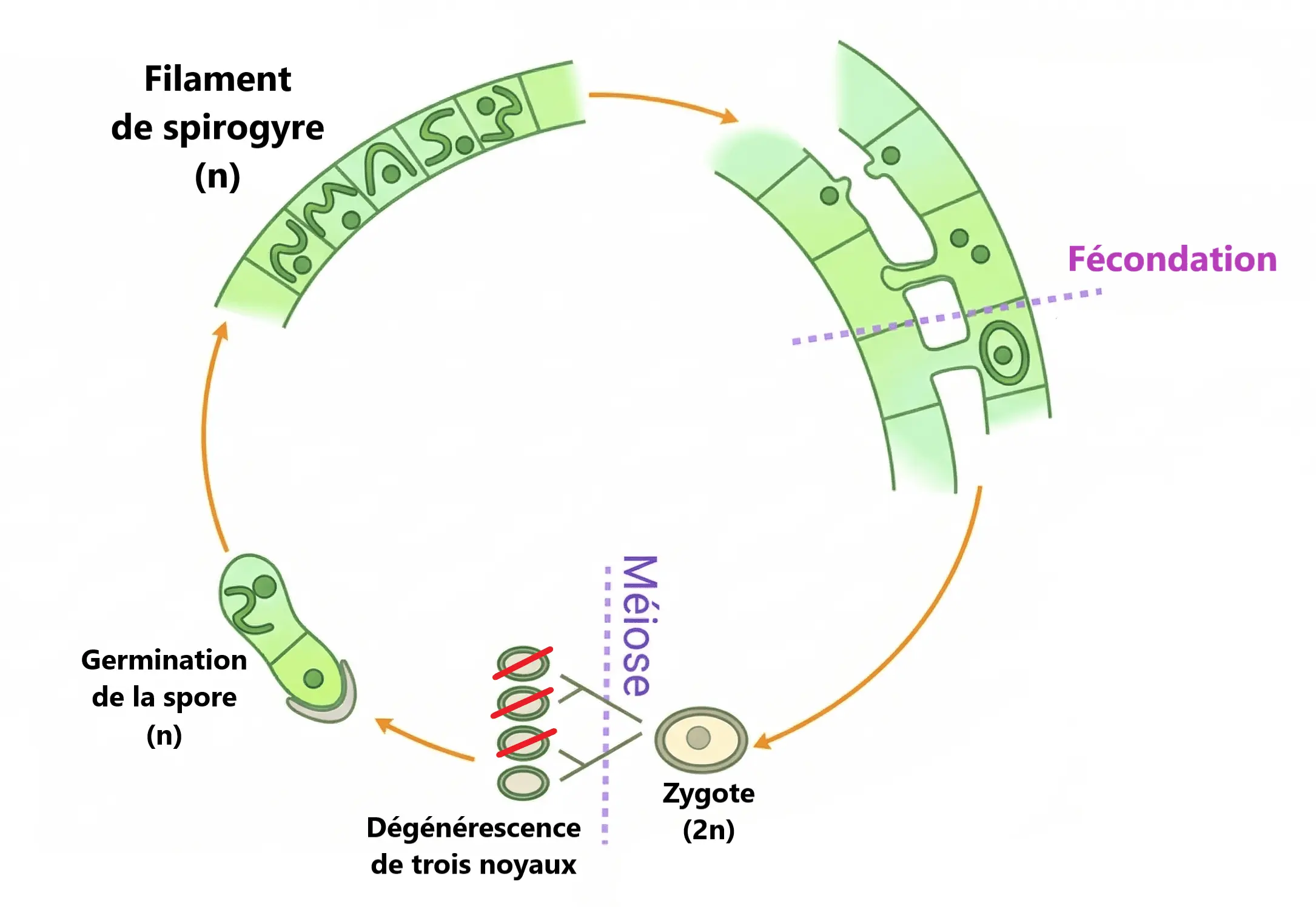 Schéma du cycle de vie haplophasique de l'algue Spirogyre montrant la méiose post-zygotique et la germination de la spore (n)