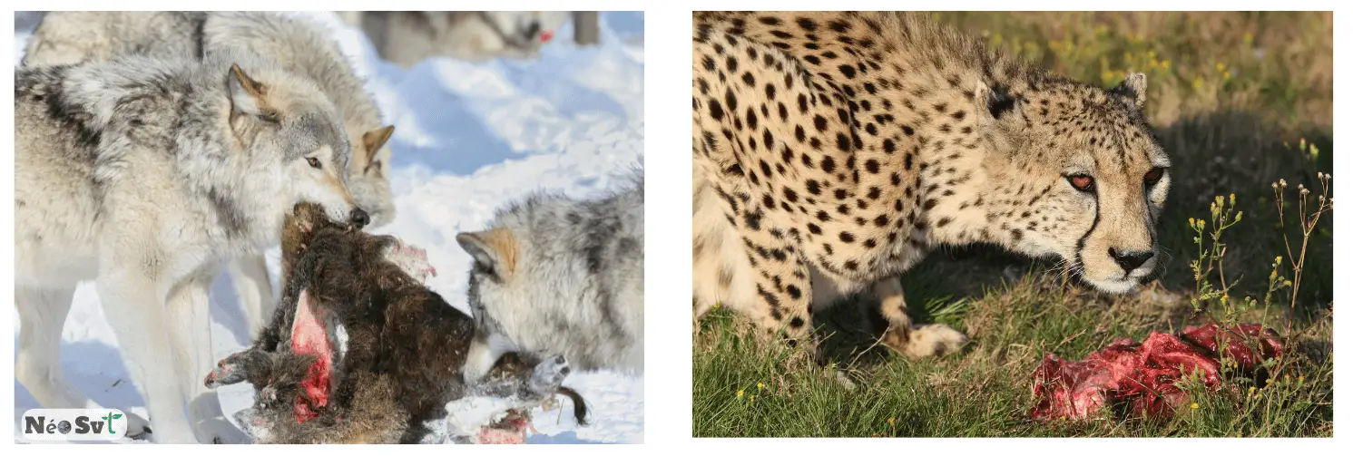 Exemples de prédation : une meute de loups dévorant une proie dans la neige et un guépard avec sa capture dans la savane.