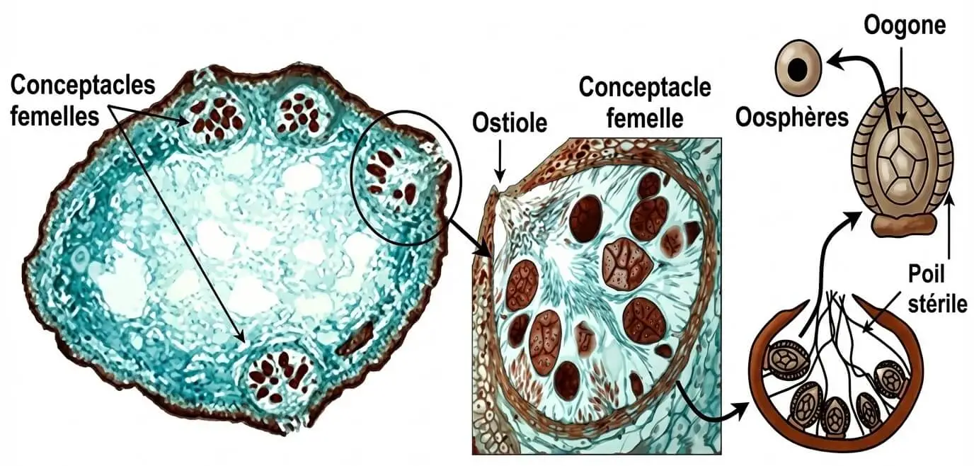 Coupe transversale du réceptacle femelle du Fucus montrant les conceptacles femelles, l'ostiole, les oogones et les oosphères