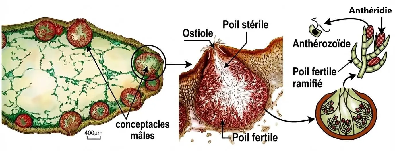Schéma du conceptacle mâle du Fucus montrant l'ostiole, le poil fertile ramifié, le gamétocyste et les anthérozoïdes