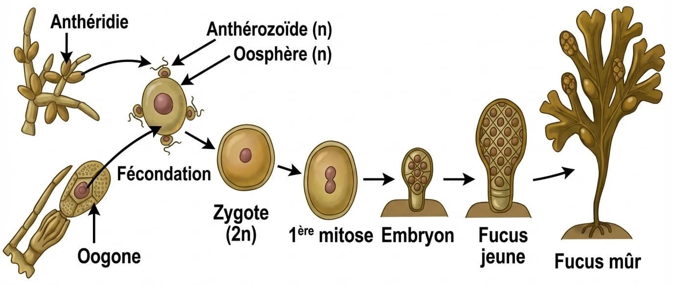 Schéma de la fécondation chez le Fucus : rencontre de l'anthérozoïde et de l'oosphère, formation du zygote 2n, première mitose, embryon, fucus jeune et fucus mûr