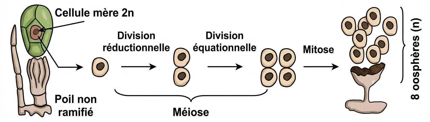 Schéma de la formation des 8 oosphères chez le Fucus par méiose (division réductionnelle et équationnelle) puis mitose à partir de la cellule mère 2n