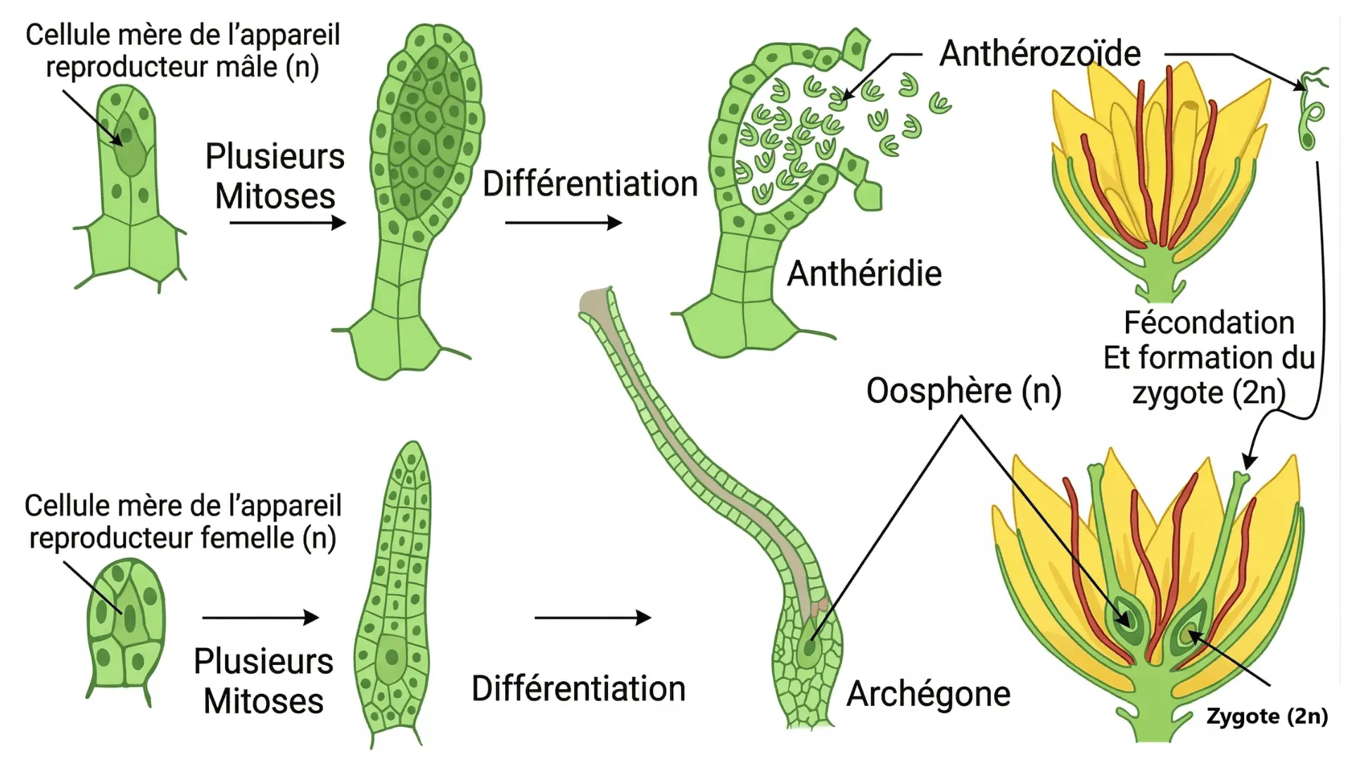 Détails de la différenciation des gamètes (mâles et femelles) et formation du zygote diploïde après fécondation chez la mousse.
