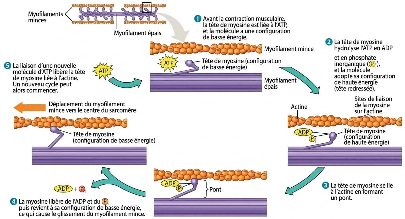 les différentes étapes du cycle de contraction musculaire montrant l'interaction actine-myosine, l'hydrolyse de l'ATP et le glissement des myofilaments.