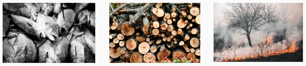 Facteurs de rupture des équilibres naturels : surpêche, déforestation (bois coupé) et incendies de forêt détruisant les écosystèmes.