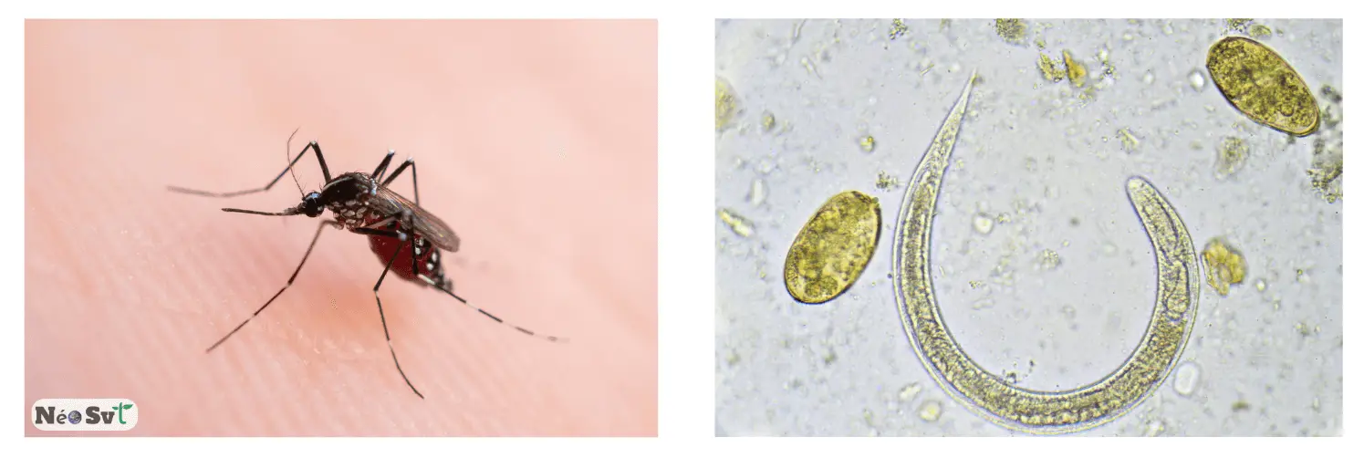 Illustration du parasitisme : un moustique (ectoparasite) prélevant du sang et un ver microscopique (endoparasite) observé au microscope.