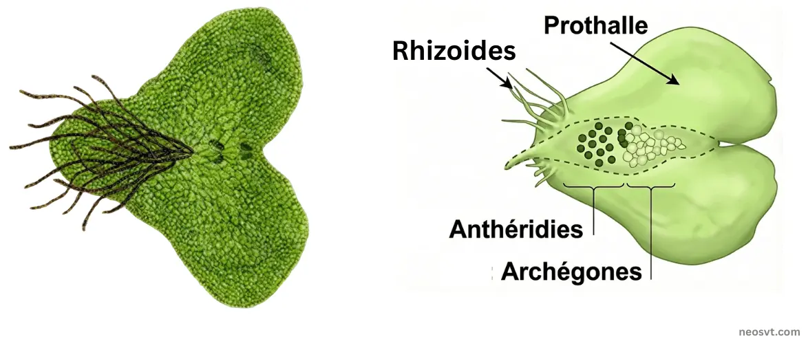 Vue comparative d'un prothalle de fougère cordiforme (gamétophyte ptéridophyte) : une photographie réaliste (à gauche) et un schéma légendé (à droite) identifiant les rhizoïdes, les anthéridies (organes reproducteurs mâles) et les archégones (organes reproducteurs femelles) sur la face inférieure.