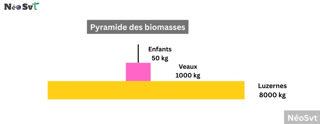 Schéma final d'une pyramide des biomasses montrant le transfert de matière entre les producteurs (luzernes), consommateurs primaires (veaux) et consommateurs secondaires (enfants).