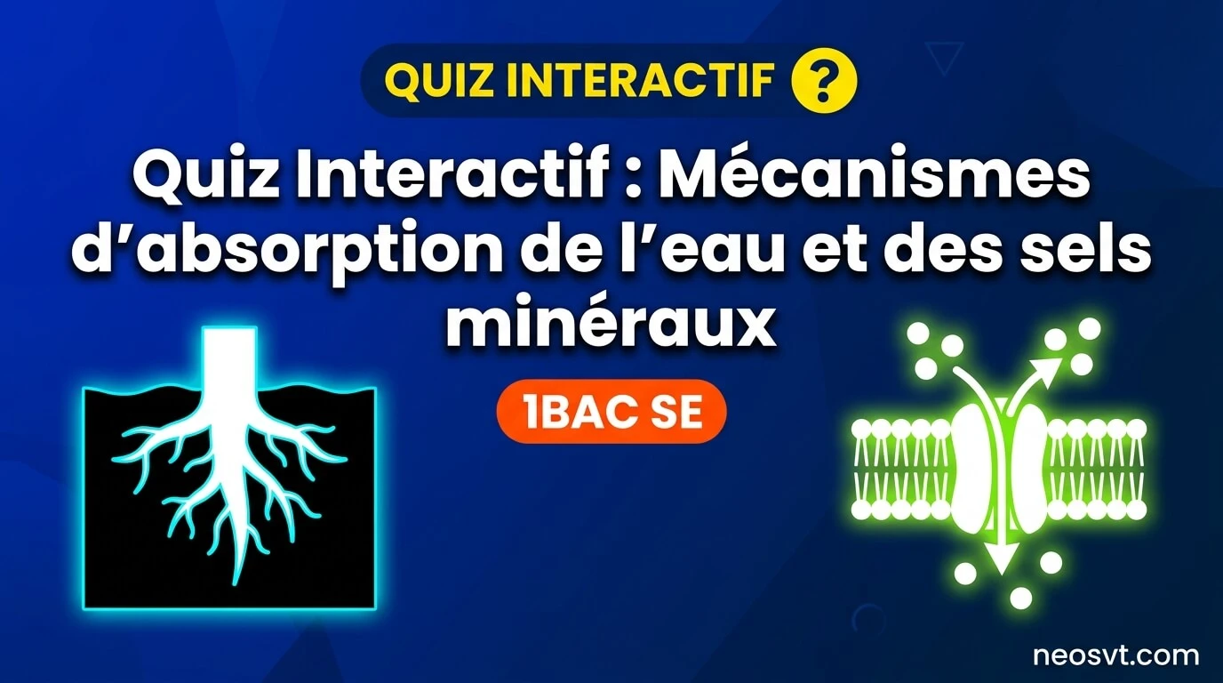 Illustration du quiz interactif sur les mécanismes d'absorption de l'eau et des sels minéraux en SVT pour le niveau 1BAC SE, montrant une racine et des échanges cellulaires.