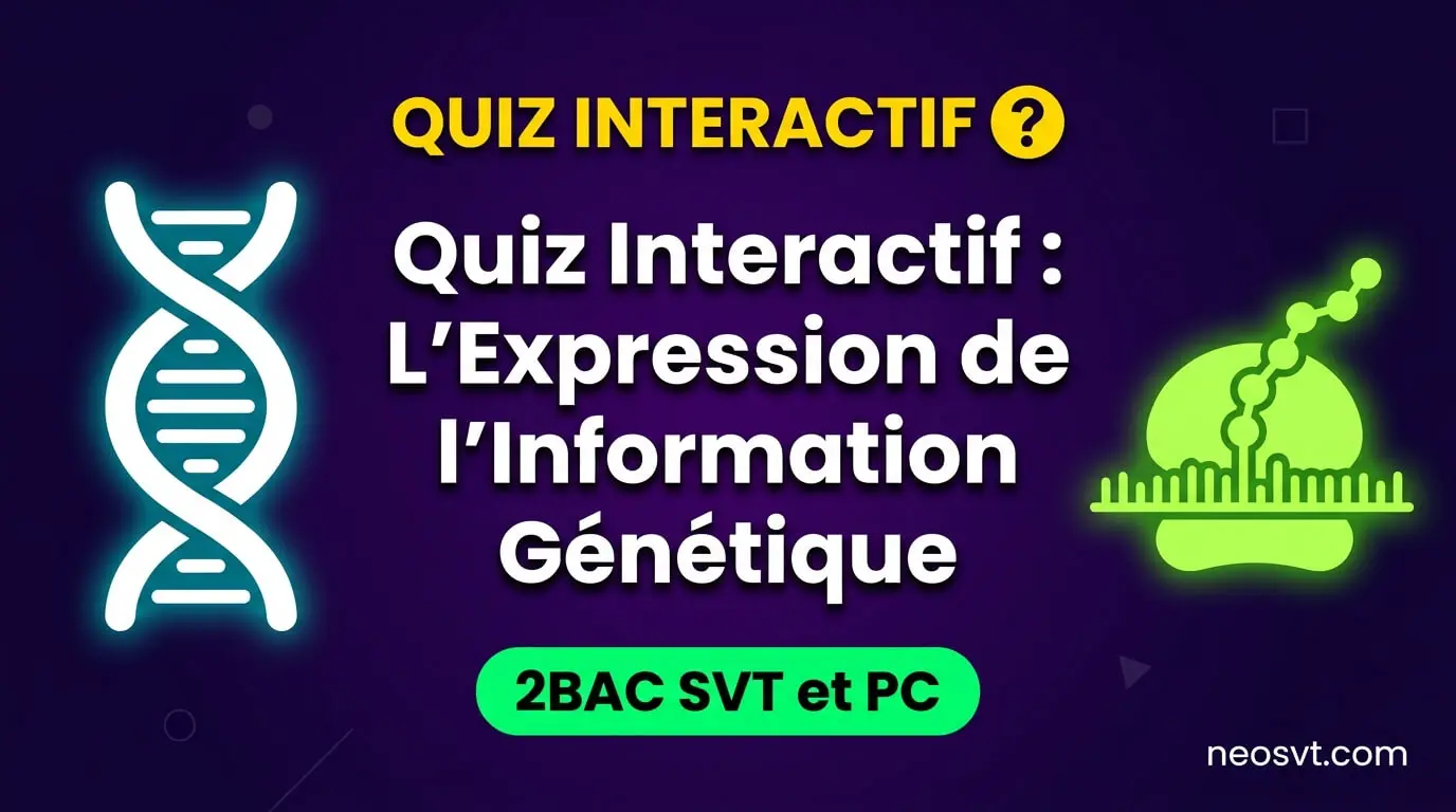 Illustration du quiz de SVT sur l'expression de l'information génétique en 2BAC SVT et PC, montrant un ribosome effectuant la traduction de l'ARN.