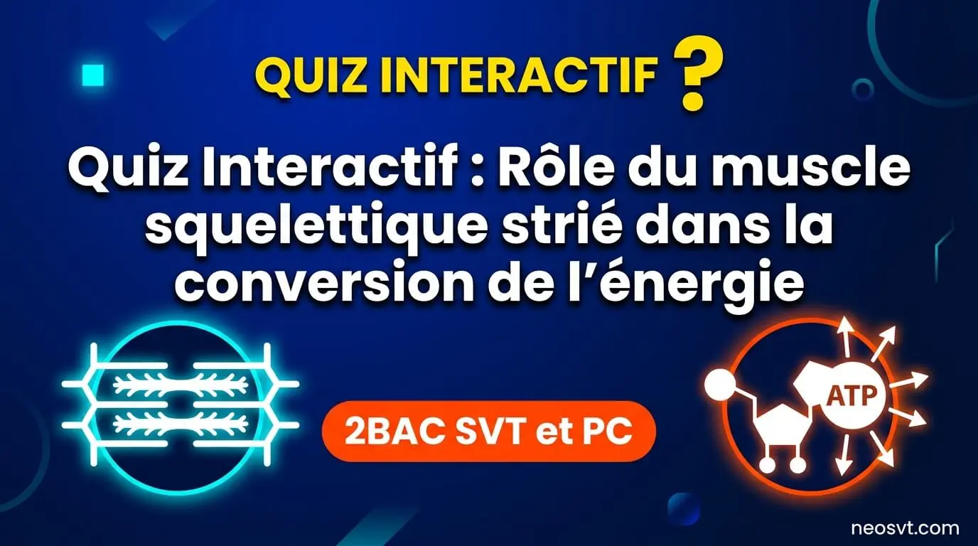 Bannière de présentation du quiz interactif sur le rôle du muscle squelettique strié dans la conversion de l'énergie pour 2BAC SVT et PC, illustrant un sarcomère et le cycle de l'ATP.