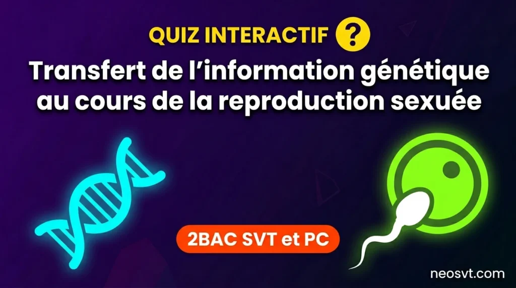 Illustration de fécondation pour le quiz SVT sur le transfert de l'information génétique pour 2BAC SVT et 2BAC PC