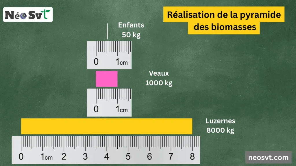 Méthode de réalisation d'une pyramide des biomasses avec calcul d'échelle : Luzernes (8000 kg), Veaux (1000 kg) et Enfants (50 kg).