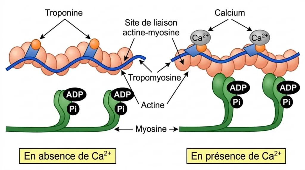 Mécanisme moléculaire illustrant la fixation des ions calcium sur la troponine, démasquant les sites de liaison de l'actine pour les têtes de myosine.