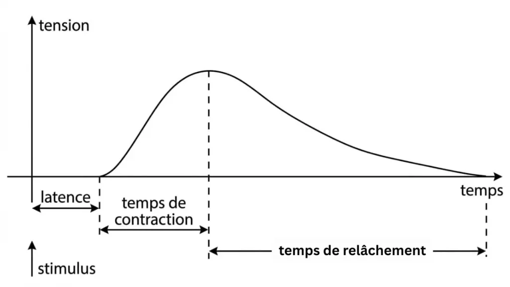Myogramme d'une secousse musculaire simple isolée montrant les phases de latence, de contraction et de relâchement.
