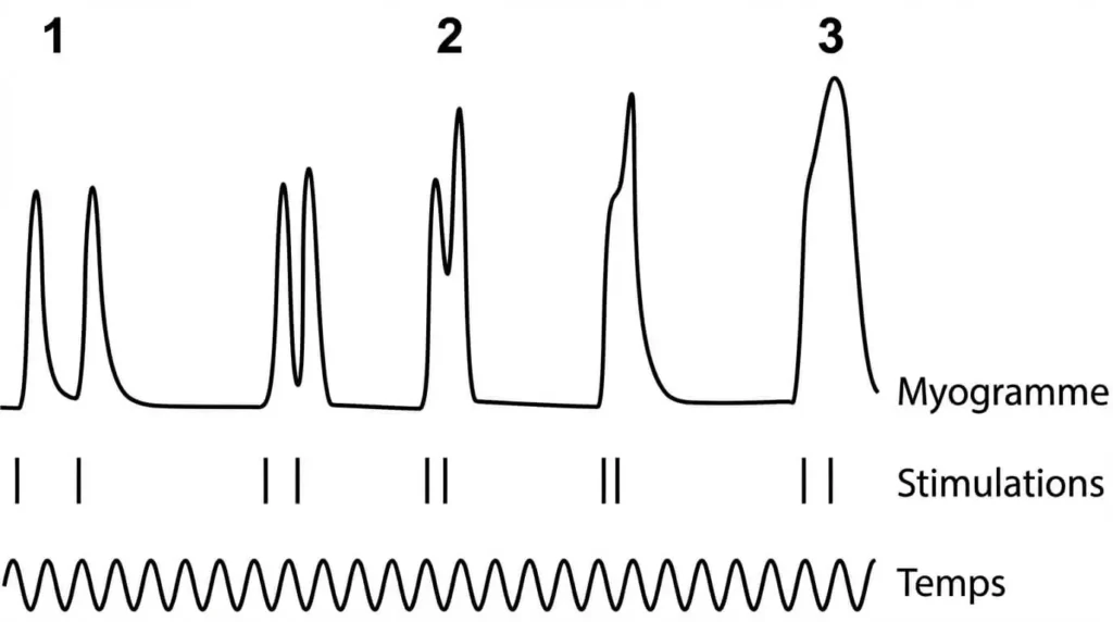 Enregistrement myographique montrant l'effet de deux stimulations successives : secousses isolées, fusion incomplète et fusion complète.