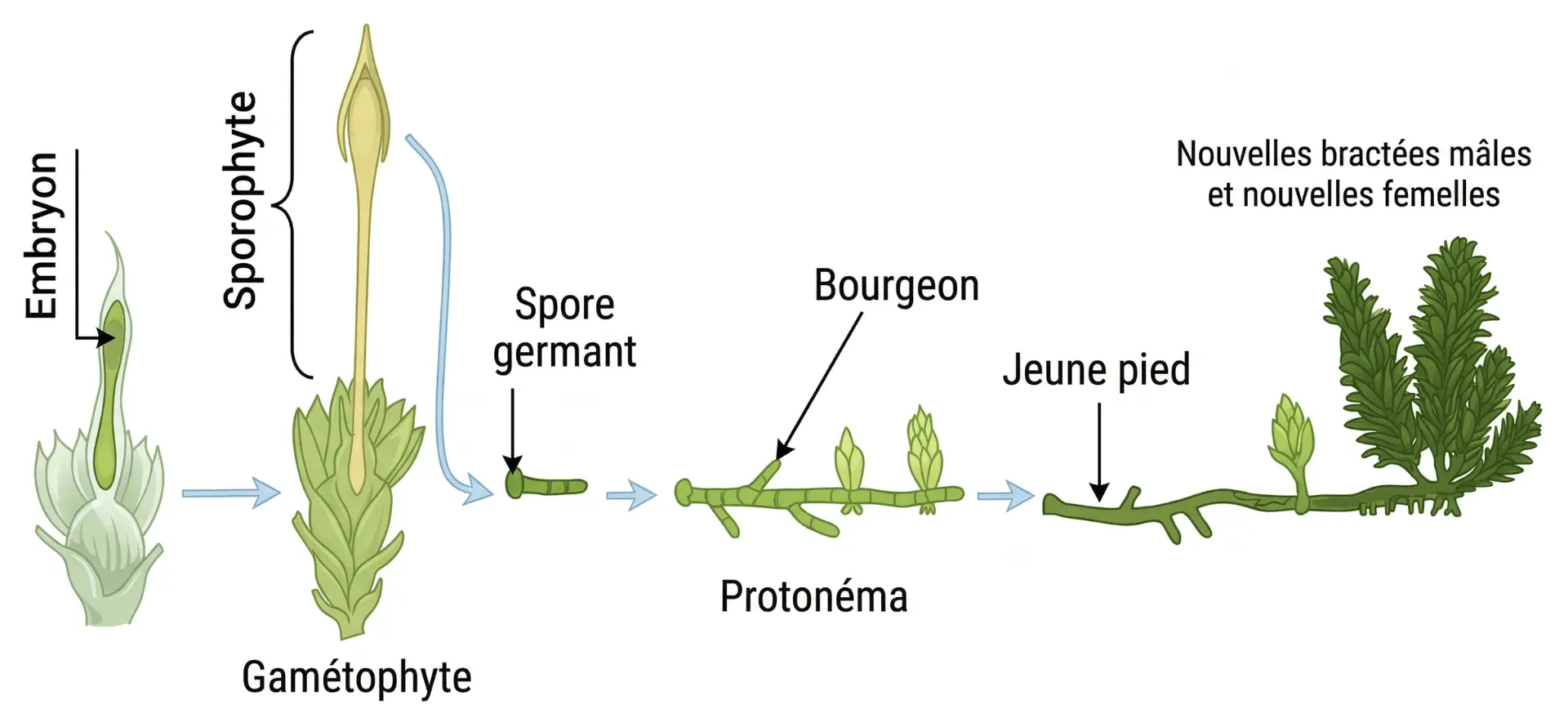 Étapes de la germination d'une spore de mousse : du sporophyte au protonéma et au jeune pied de mousse.