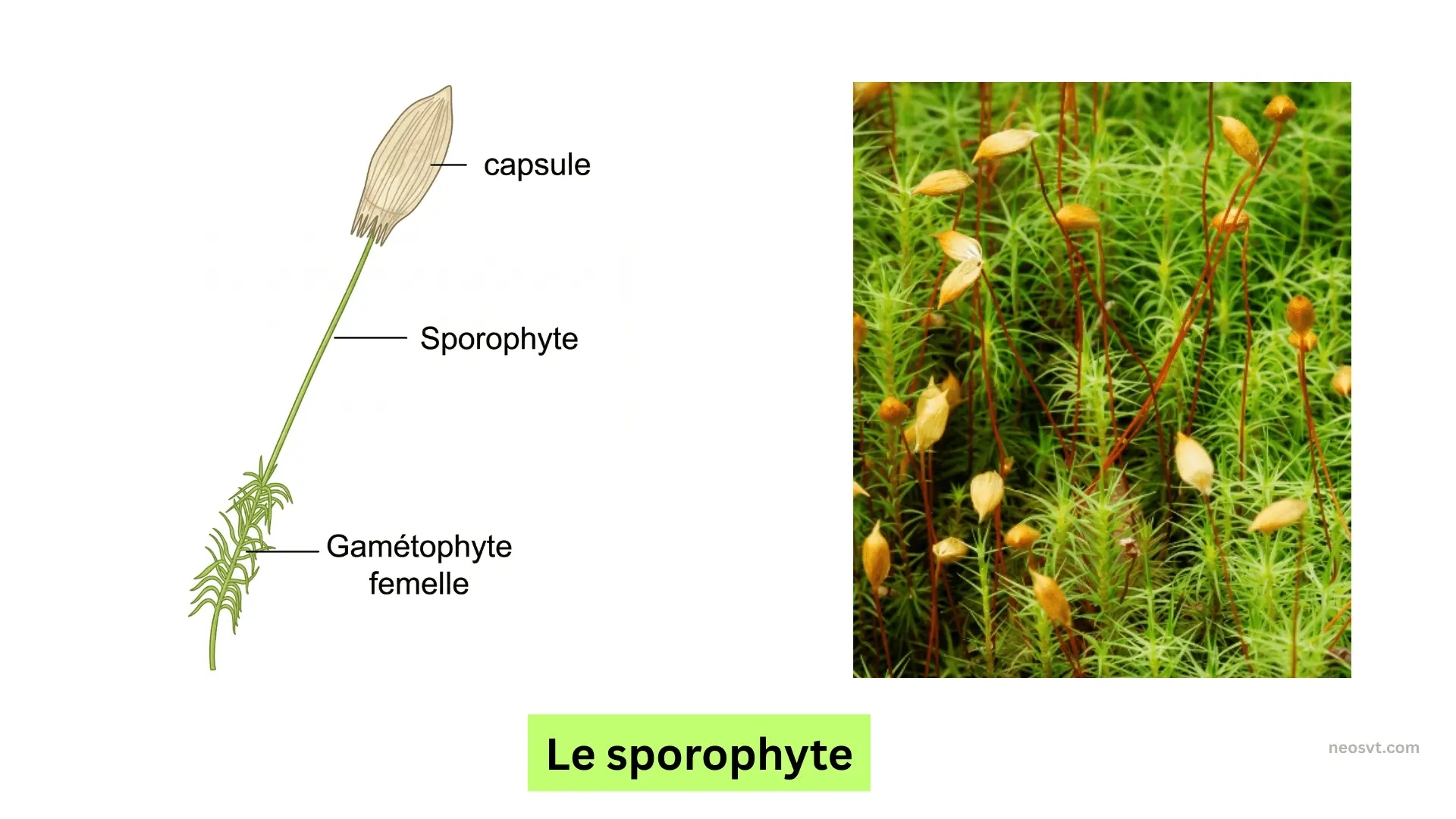 Schéma et photo du sporophyte de mousse se développant sur le gamétophyte femelle, avec mise en évidence de la capsule.