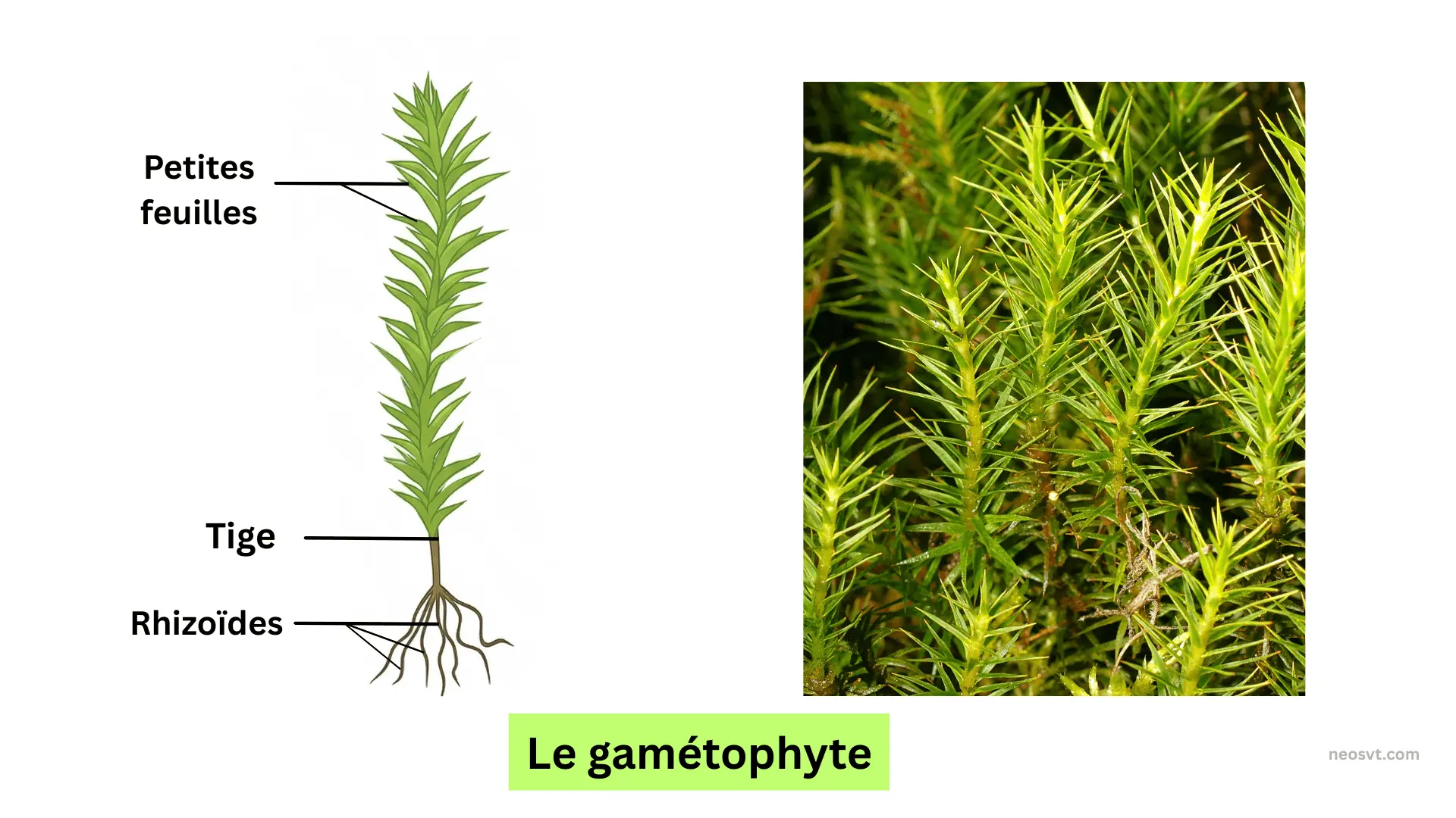 Morphologie du gamétophyte d'une mousse montrant les petites feuilles, la tige et les rhizoïdes servant à la fixation au sol.