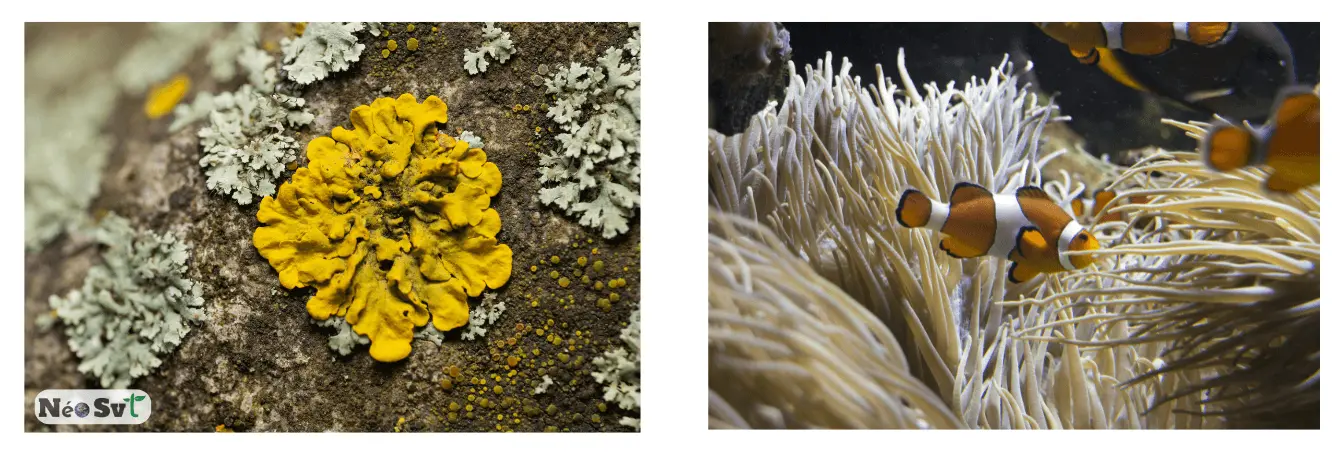 Exemples de symbiose : un lichen jaune sur une roche (algue + champignon) et un poisson-clown protégé par les tentacules d'une anémone de mer.