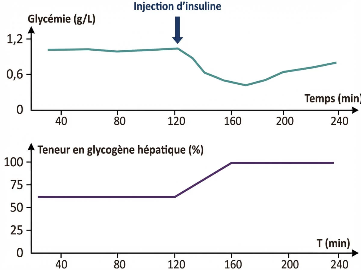 Graphiques montrant la baisse de la glycémie et la hausse du taux de glycogène hépatique après injection d'insuline.