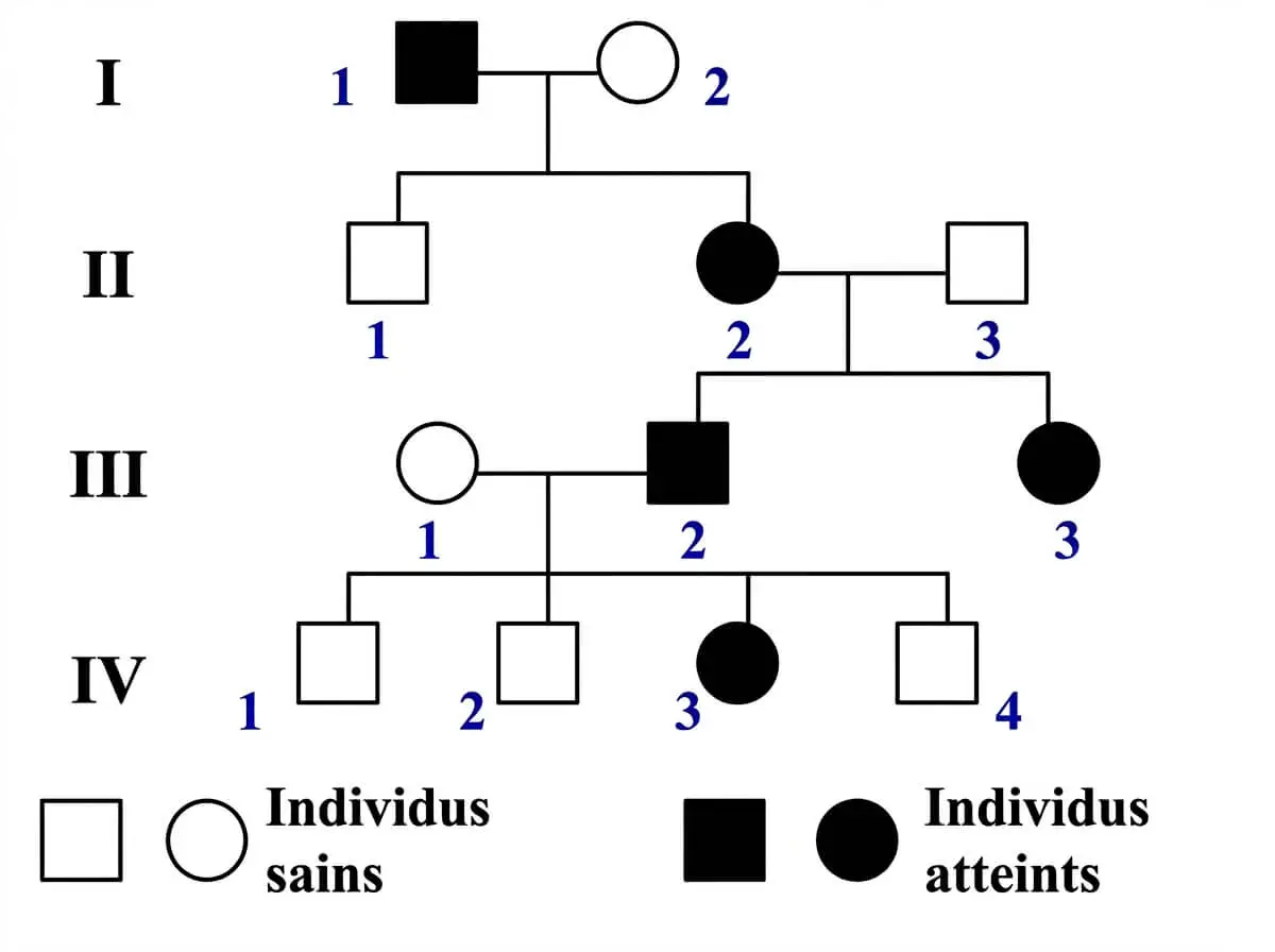 Arbre généalogique (pedigree) sur quatre générations illustrant la transmission du rachitisme vitamino-résistant. Le schéma montre des individus sains (cercles et carrés blancs) et des individus atteints (noirs), mettant en évidence un mode de transmission dominant lié au sexe (chromosome X)