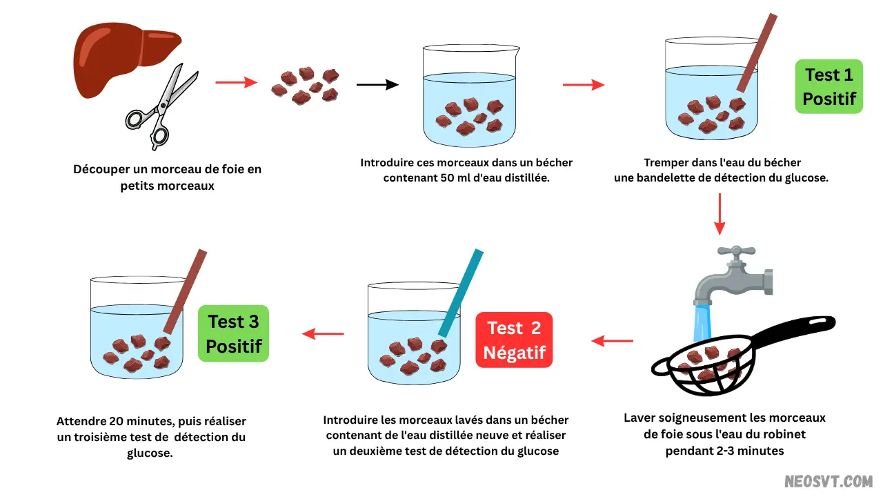 Schéma de l'expérience du foie lavé montrant la libération de glucose après 20 minutes pour expliquer la fonction glycogénique - néosvt