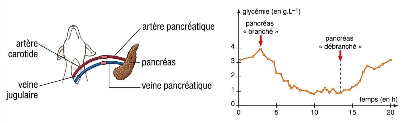 Schéma de l'expérience de la greffe du pancréas prouvant la communication par voie sanguine.