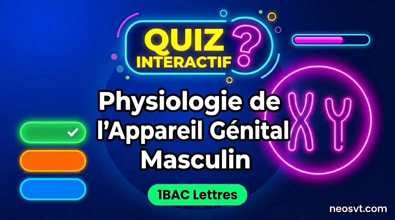 Miniature de quiz interactif SVT sur la physiologie de l'appareil génital masculin - Niveau 1BAC Lettres et Sciences Humaines